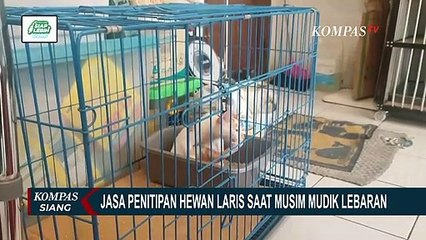 Download Video: Laris Manis! Jasa Titip Hewan Peliharaan Ramai Pelanggangan Saat Mudik Lebaran