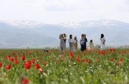 Endemik tür olan Muş lalesi, Muş Ovası'nı süsledi