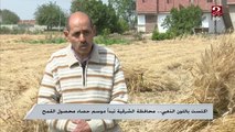 محافظة الشرقية تبدأ موسم حصاد القمح