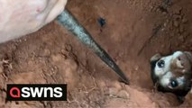 Heroic moment dog was rescued after falling down a rabbit hole
