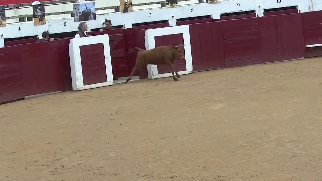 30.04.2022 Soustons Vert Galant Fete de  La Marensiña Ganaderia Vert Galant  1e Sortie