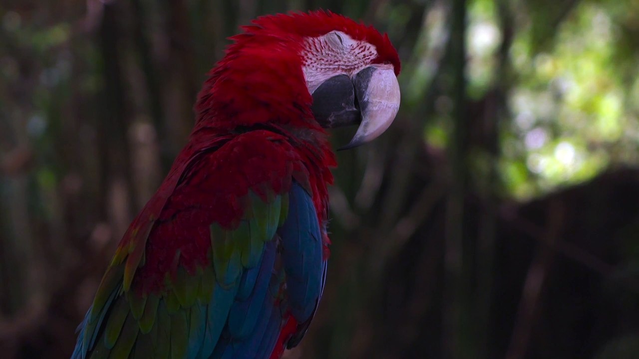 Beautiful parrot