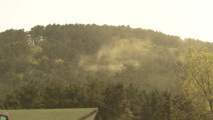 계절의 여왕 5월?...꽃가루 알레르기 가장 심해 / YTN