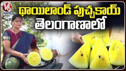 Senior Scientist Dr.V.Suchitra Cultivating Yellow Water Melons | Adilabad | V6 News