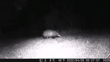 Blaireau européen filmé de nuit avec une caméra piège en bretagne le 26 avril 2022