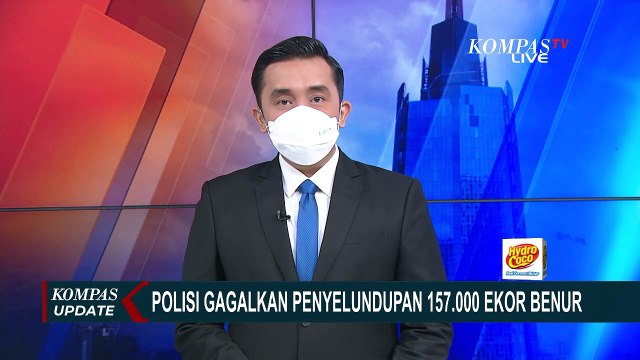 Polisi Tangkap Kapal Penyelundupan 157 Ribu Benur Senilai Rp 16 Miliar!