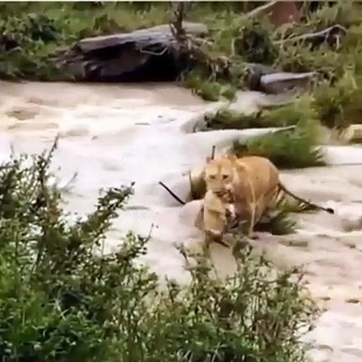 The_lion_family_tries_to_cross_the_rive