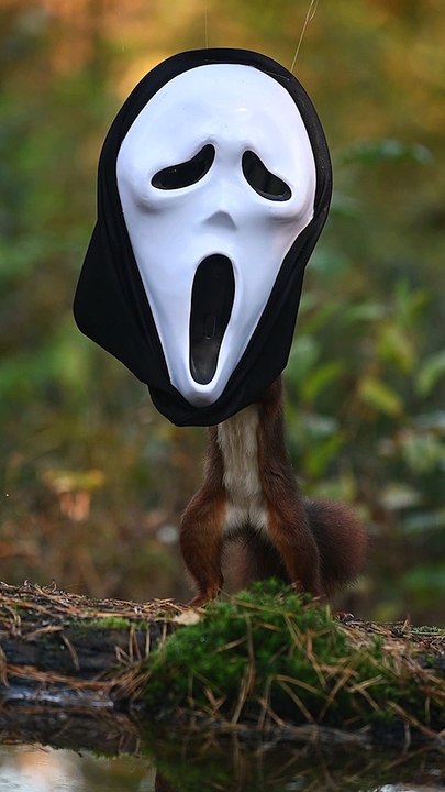 Squirrel Finds Scream Mask