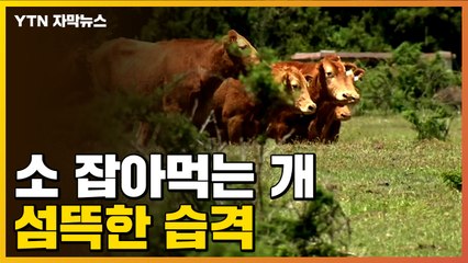 [자막뉴스] 소 잡아먹는 개...포악해지는 습격 / YTN