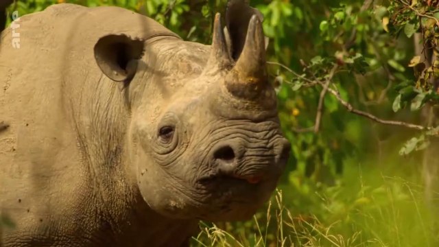 Les derniers paradis sauvages - Zambie, la vallée émeraude de la Luangwa
