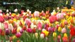 Países Bajos inundado por el esplendor primaveral de los tulipanes
