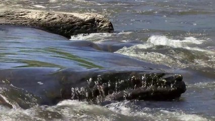 Zuhal Eğilmez / Semt-i dildare bu demler güzerin var mı Saba