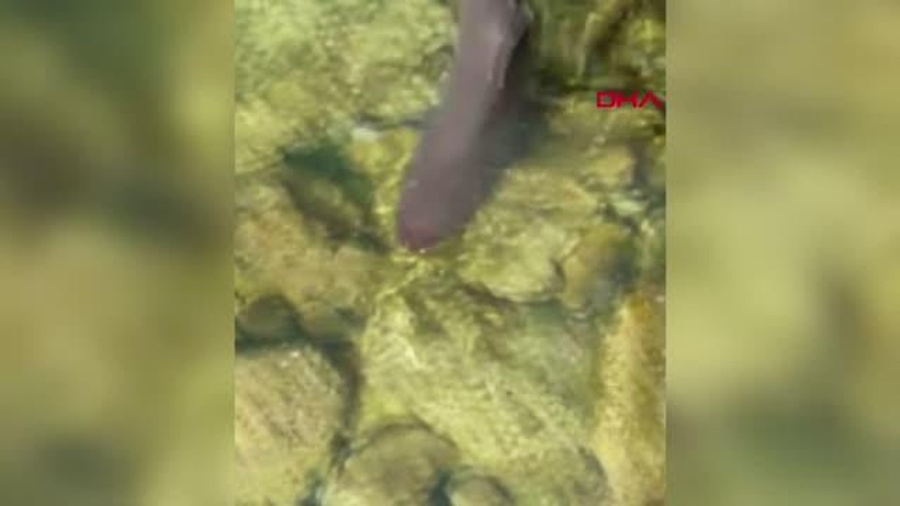 OLTASINA CAMGÖZ CİNSİ YAVRU KÖPEK BALIĞI TAKILDI