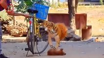 Troll Prank Dog,Fake Snake Vs Monkeys and Big Fake Lion Dog Prank Must Watch Funny Video - Troll Dog