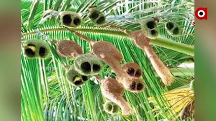 Endangered species Like Weaver Bird are on the Verge of Extinction