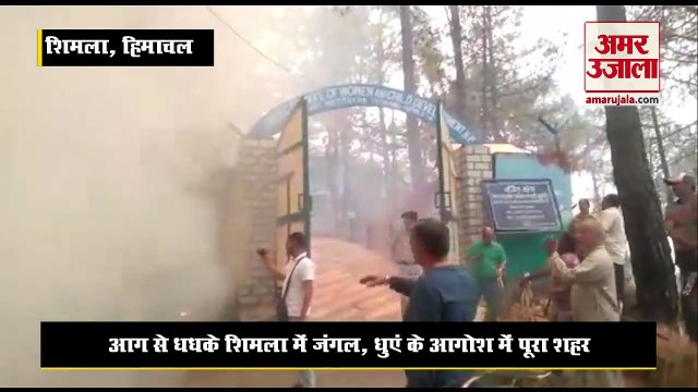 forest fire: आग से धधके shimla के जंगल, वन संपदा जलकर राख