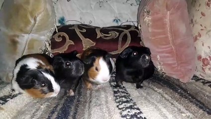 BABY CAVIA PORCELLUS CLOVER PIXIE CLOVER PIXIE 20210427_061018