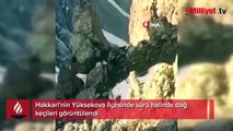 Yüksekova'da sürü halinde dağ keçileri görüntülendi