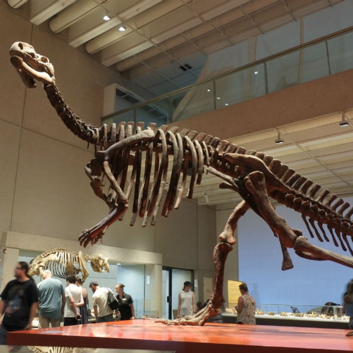Dinosaurier-Überreste in Schweizer Alpen entdeckt