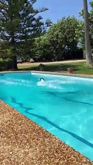 Jack Russel Pool Long Jump