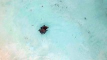 Eagle Rays Viewed From Above