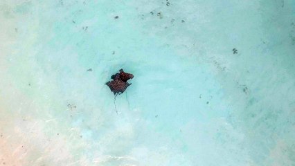 Eagle Rays Viewed From Above