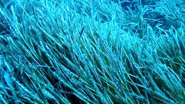 طحالب البوزيدونيا تواجه خطر الاندثار على السواحل التونسية