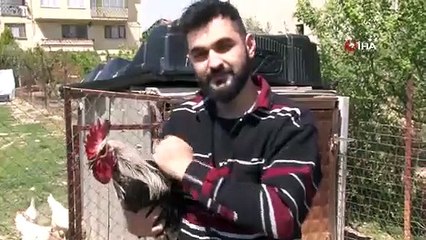 Bayılan horoz 'Bahtiyar'ın akrabaları ilgi odağı oldu