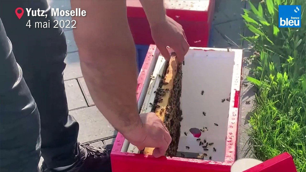 Récolte de miel de printemps exceptionnelle pour les apiculteurs de Moselle