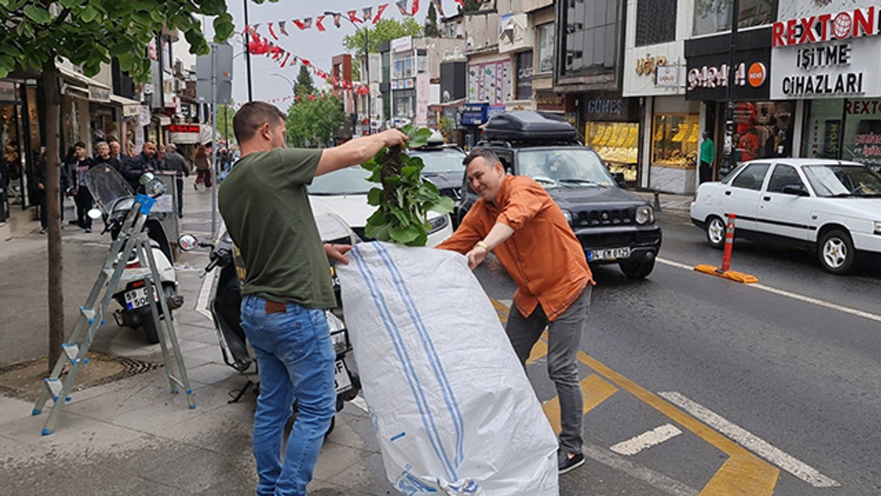 Tekirdağ bir sokakta arı istilası: Vatandaş kaçacak yer aradı