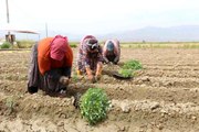 Efeler Belediyesi, Domates Biber Ekimine Başladı