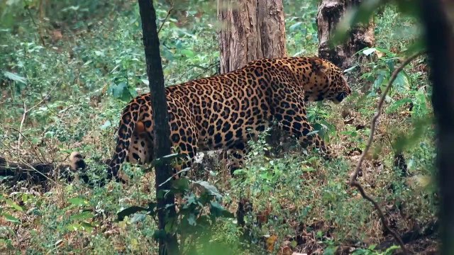 Humans Were Earth’s Apex Predators for Much Longer Than Previously Thought