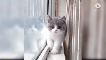 Cute cat funny video _480p