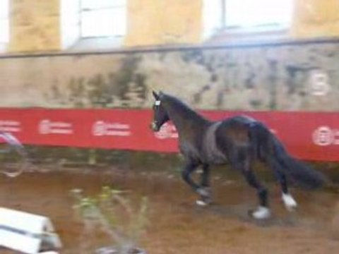 Etalons Poney Haras du PIn Mars 2008 TEAKE IT EASY trot