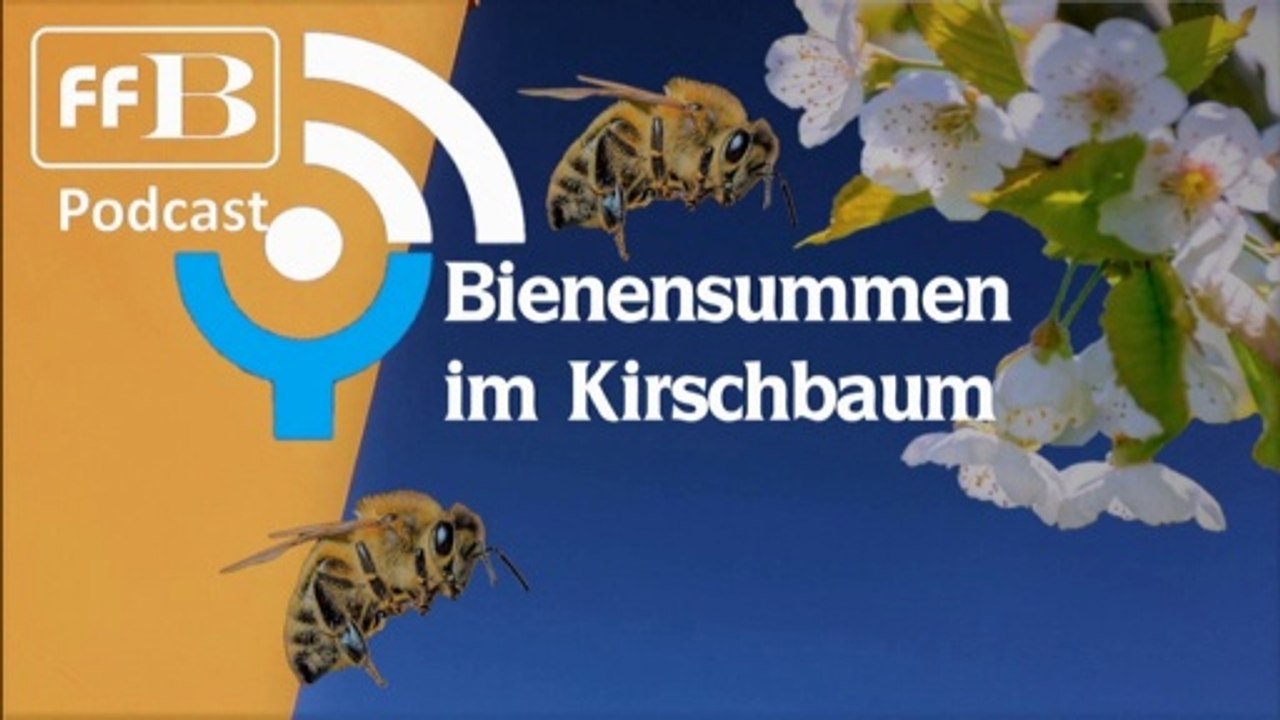 Bienensummen im Kirschbaum