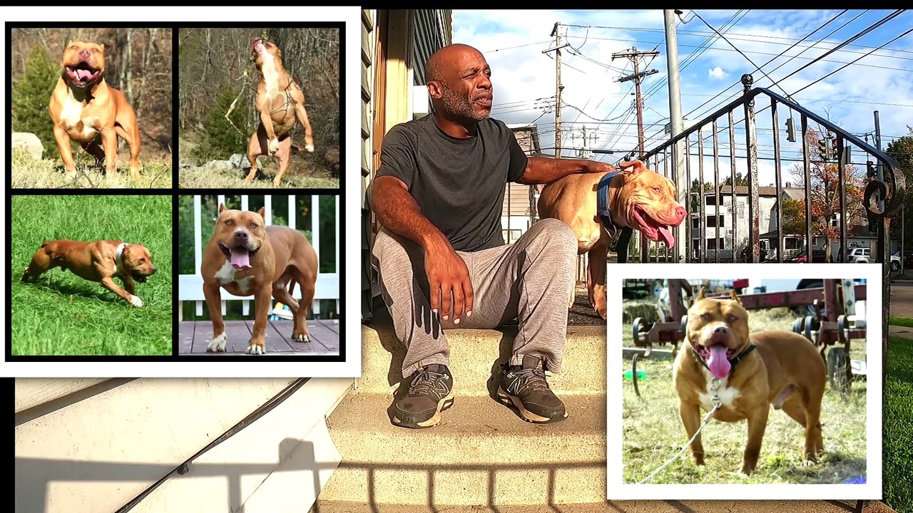 Red nose Pitbulls A Peek At the Powerful Dogs in a Pedigree