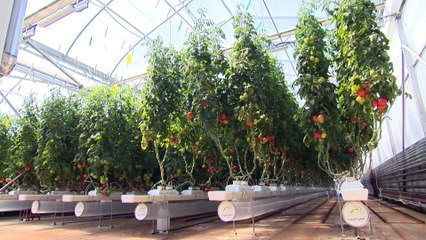 Nouvelle avancée pour les serres du Québec