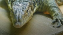New Study Reveals Many Reptiles Face High Risk of Extinction