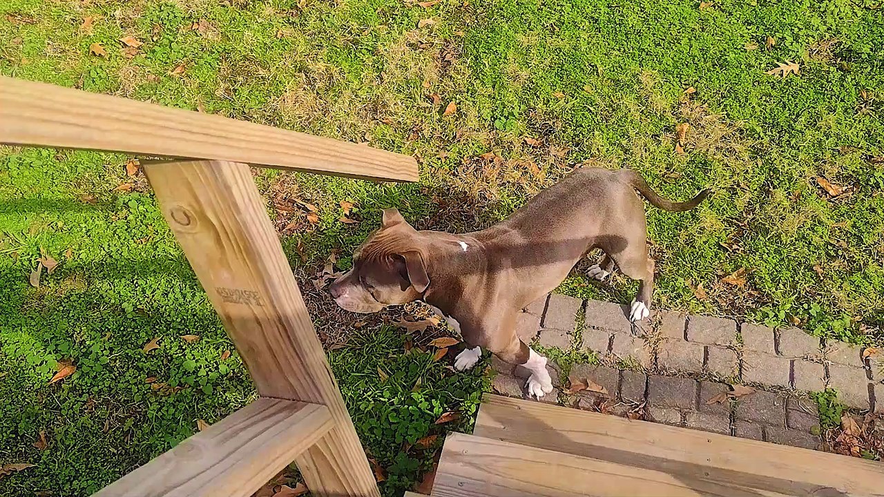 Blue Nose Pitbull