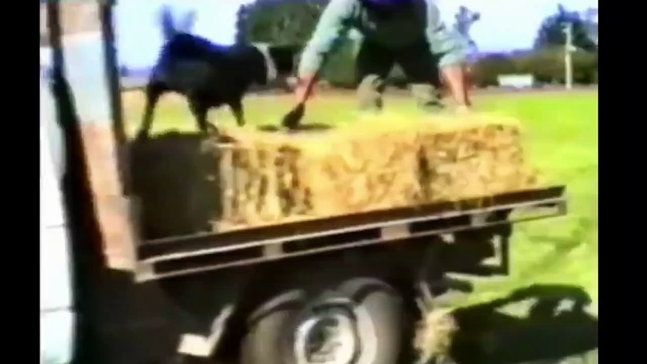 If you love dogs then must watch this video once.Dogs Love towards their owners