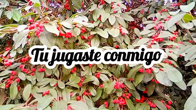 Novia Cumbianchera Tú jugaste conmigo canta Giselle Romina Castillo Vargas