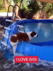 Unbelievable!!! Funny Dog Videos Try Not To Laugh Part -4