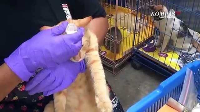 Mantan Tkw Dirikan Rumah Asuh Kucing Liar Di BLitar