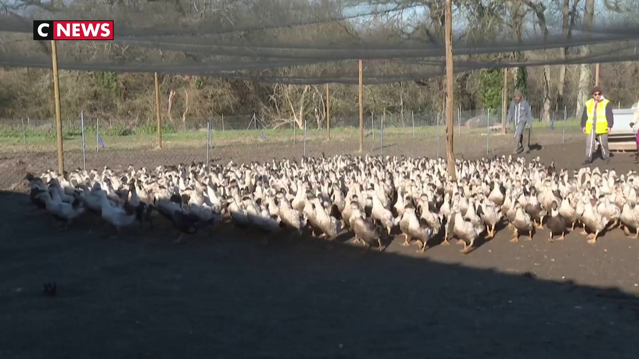 Grippe aviaire : les élevages et les restaurateurs fragilisés par l'épidémie
