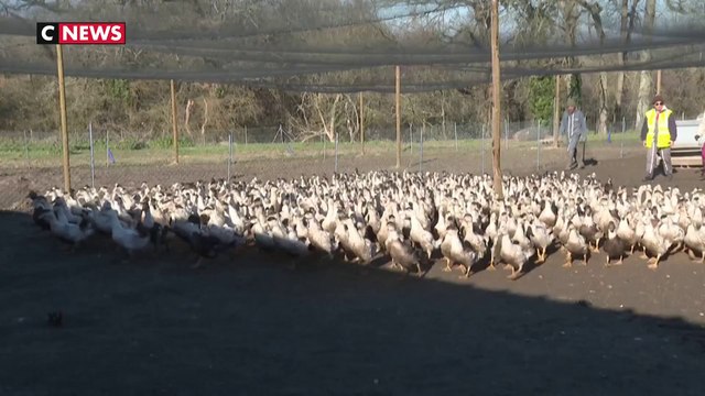 Grippe aviaire : les élevages et les restaurateurs fragilisés par l'épidémie