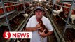 Bird flu, inflation threaten California egg farm