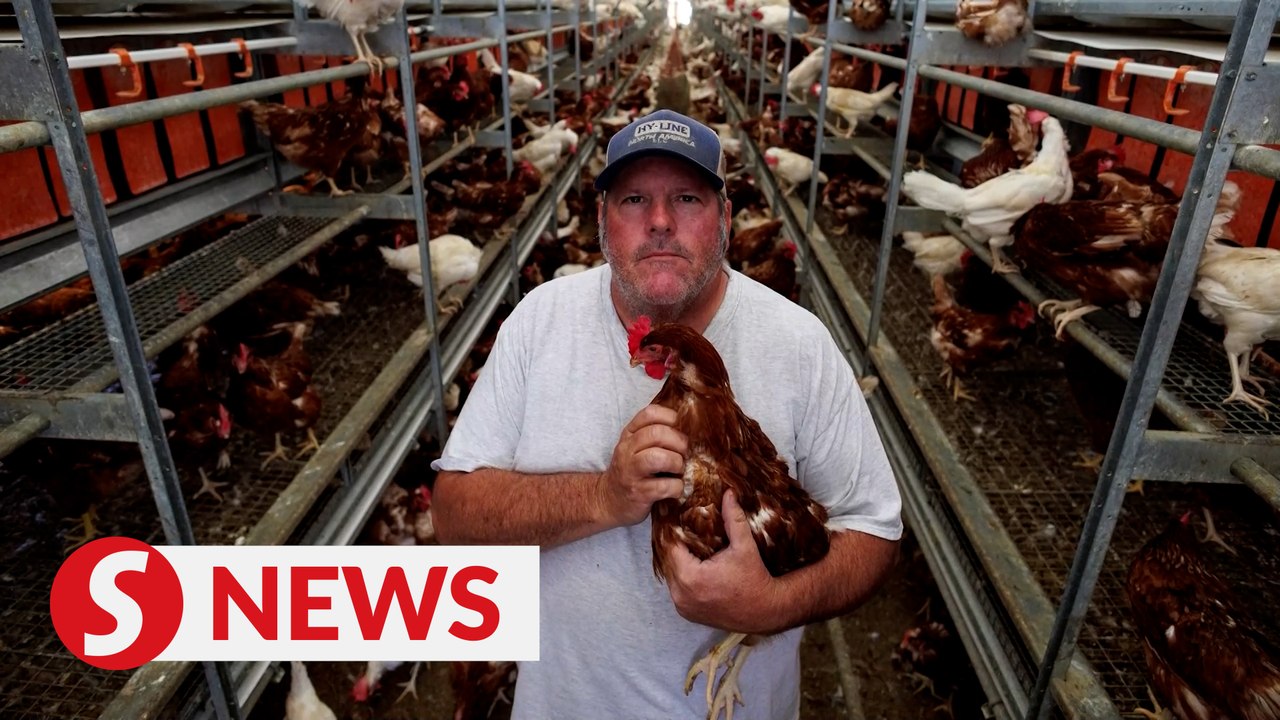 Bird flu, inflation threaten California egg farm