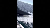 شاهد: حيتان قاتلة تطارد قارباً لصيد الأسماك في الدنمارك