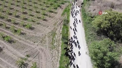 Yurt dışından getirdiği koyunlardan almak isteyenlere 6 ay sonrasına sıra verebiliyor