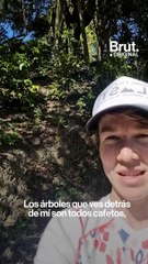 Los últimos glaciares tropicales están muriendo